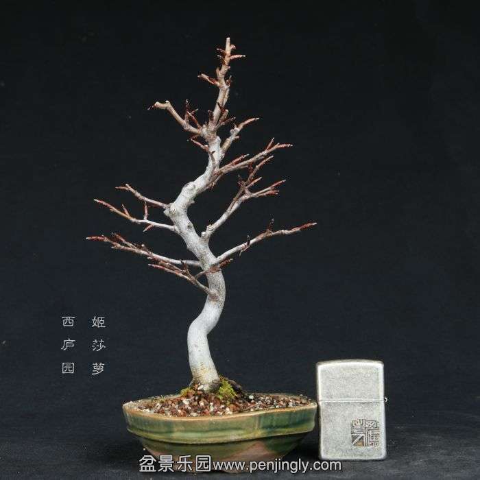 bonsai15011929.jpg