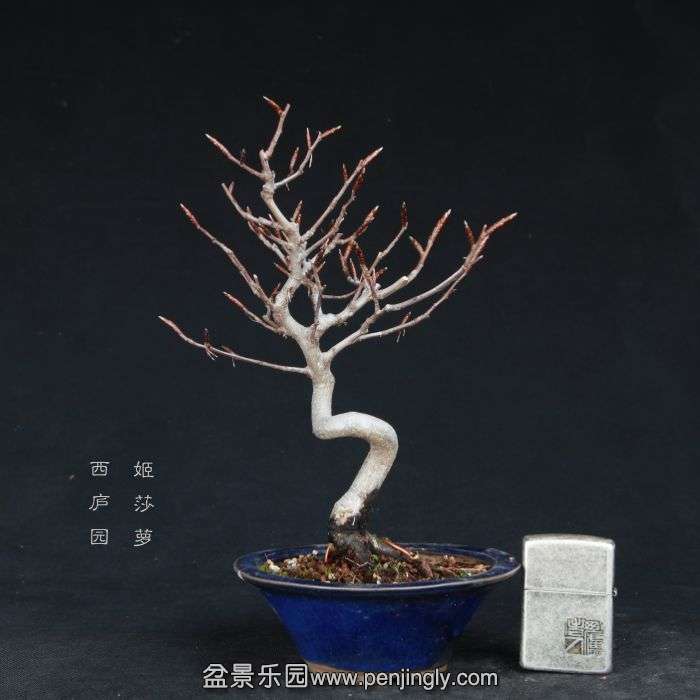 bonsai15011931.jpg