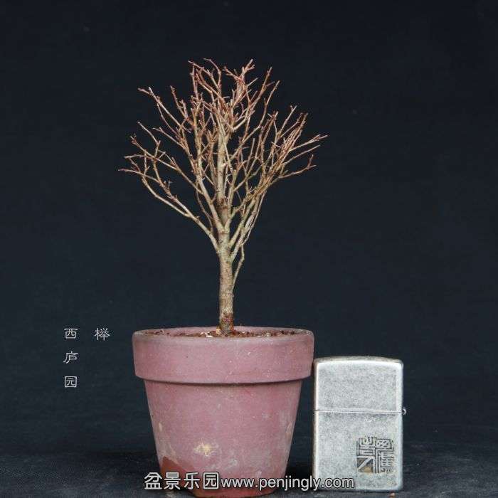 bonsai15011933.jpg