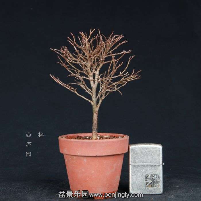 bonsai15011935.jpg