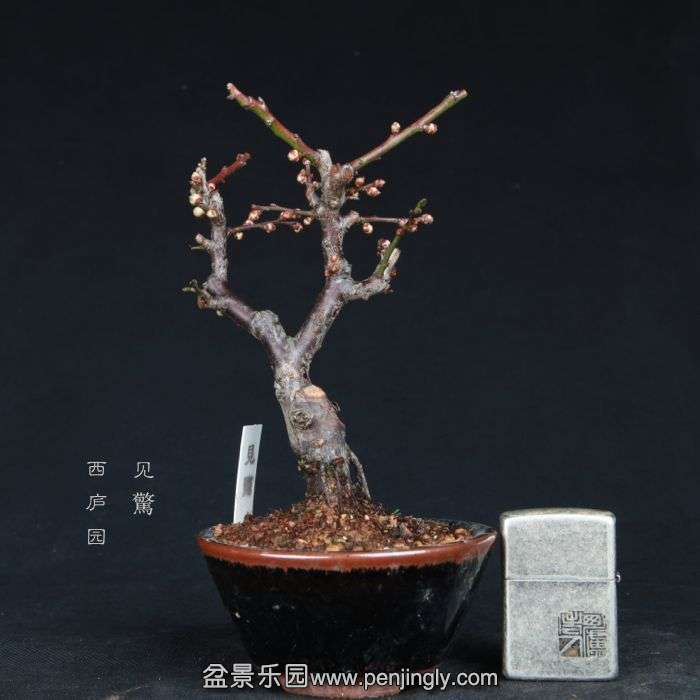 bonsai15011937.jpg
