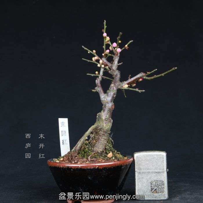 bonsai15011939.jpg