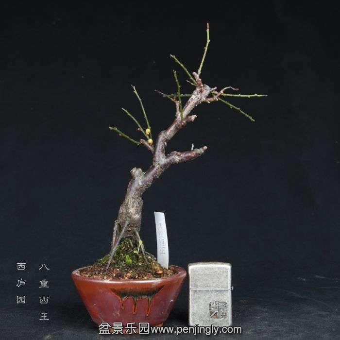 bonsai15011941.jpg
