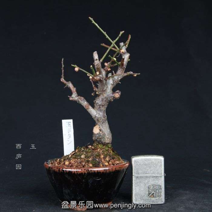 bonsai15011943.jpg