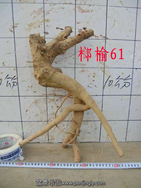 CIMG3775.JPG