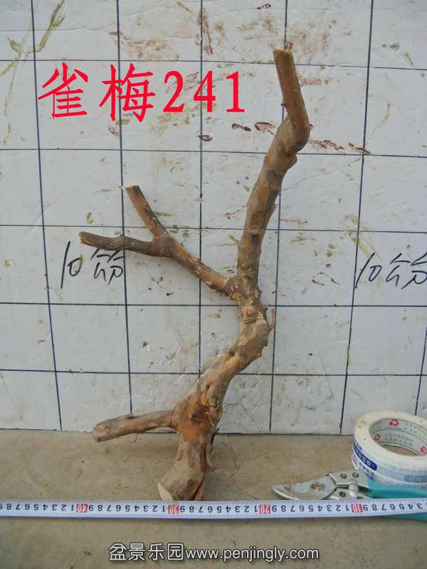 CIMG3790.JPG