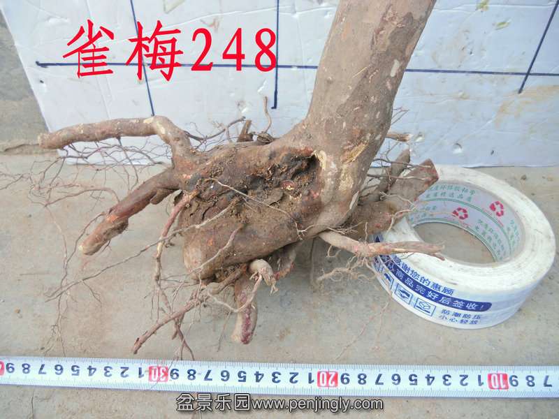 CIMG3812.JPG