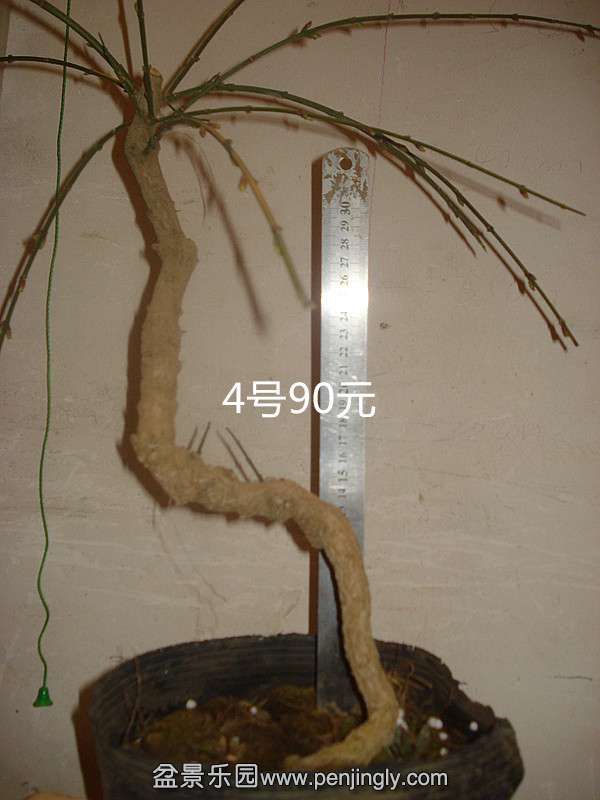 DSC09154_.jpg
