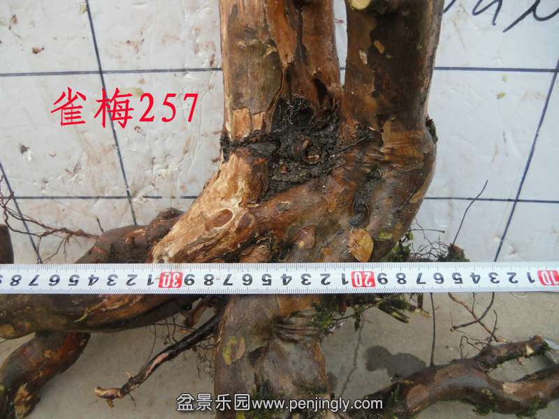 CIMG3848.JPG