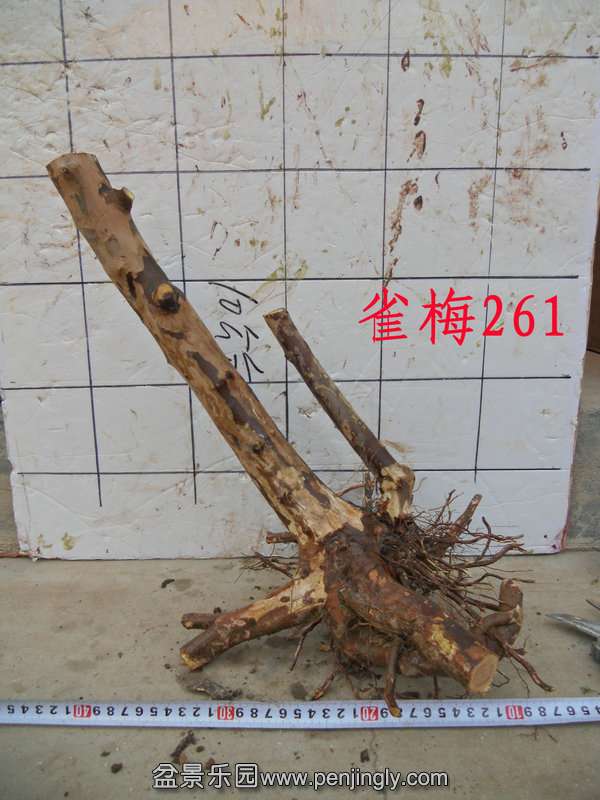 CIMG3859.JPG
