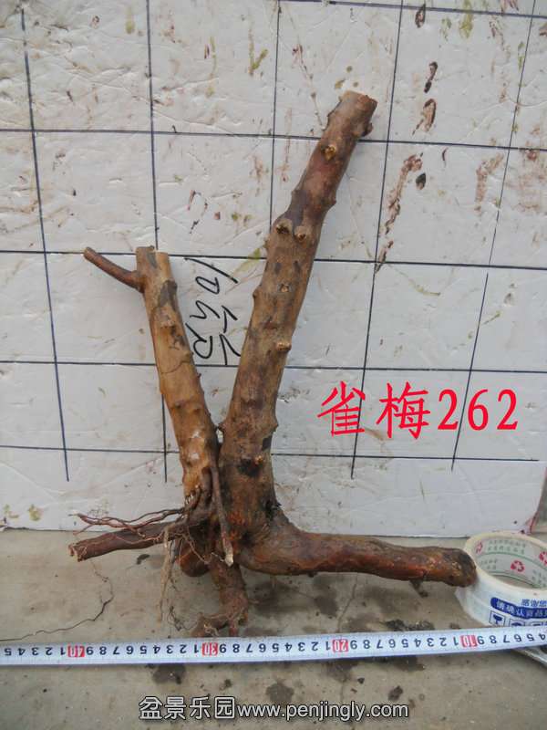 CIMG3862.JPG
