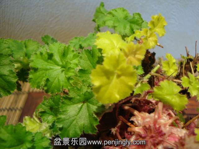 DSC09927.JPG