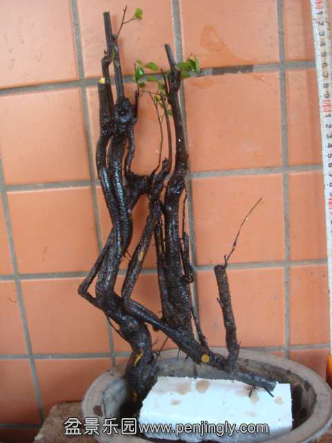 DSC00992.JPG