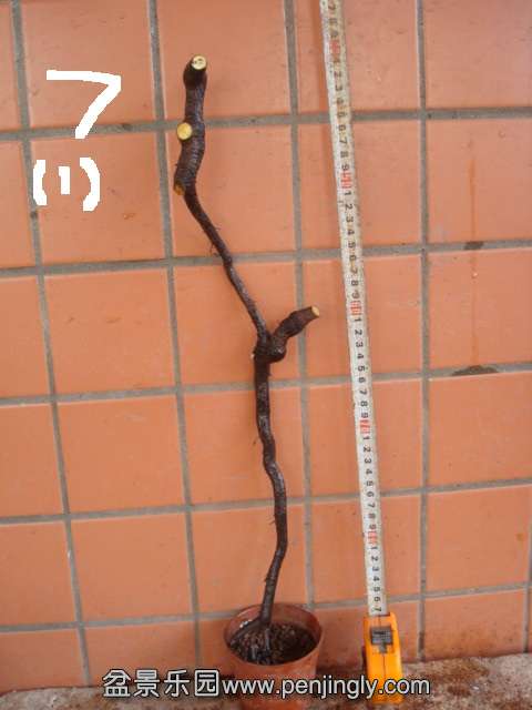 DSC01015.JPG