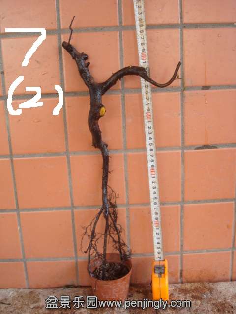 DSC01017.JPG