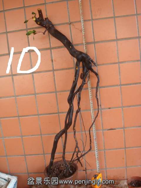 DSC01030.JPG