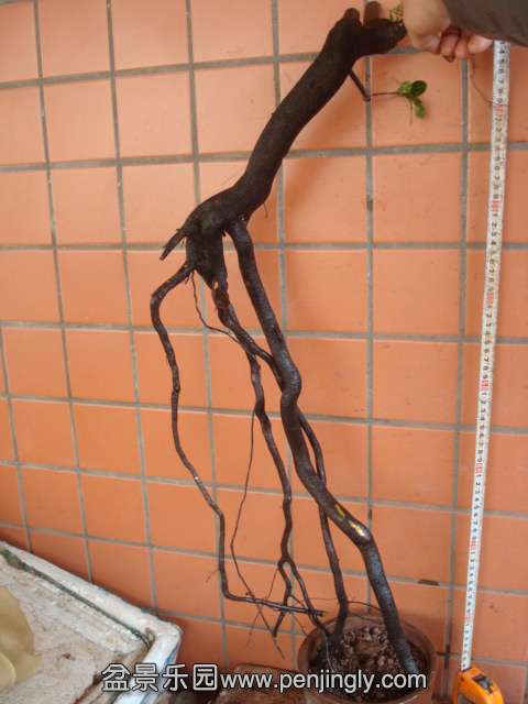 DSC01033.JPG
