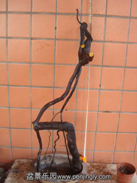 DSC01038.JPG