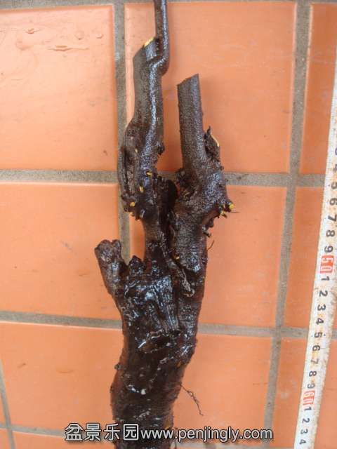 DSC01049.JPG