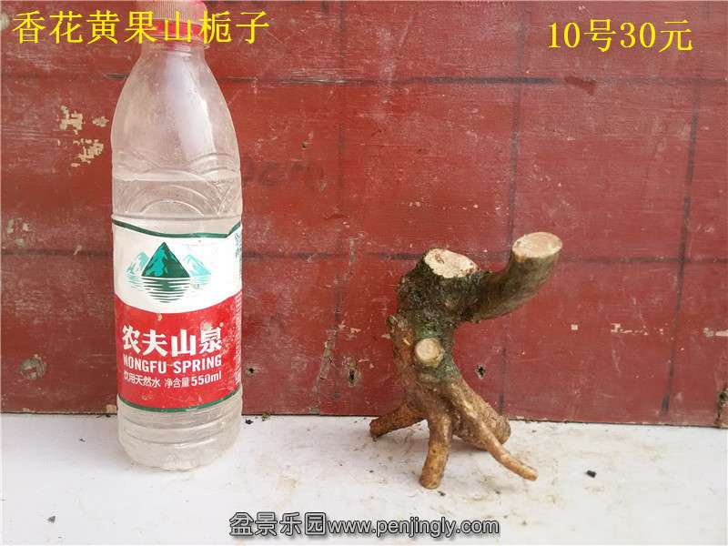 010.jpg