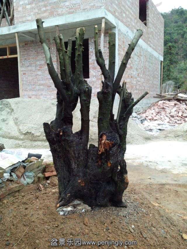 12.jpg