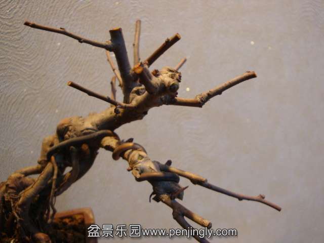 DSC09920.JPG