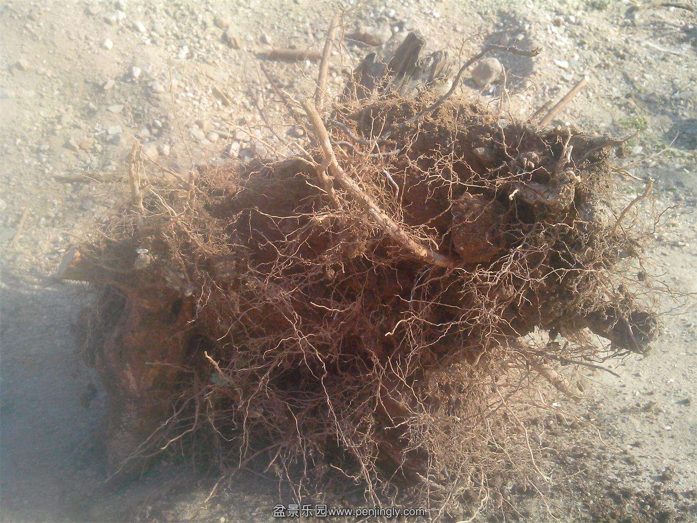IMG20150121012.jpg