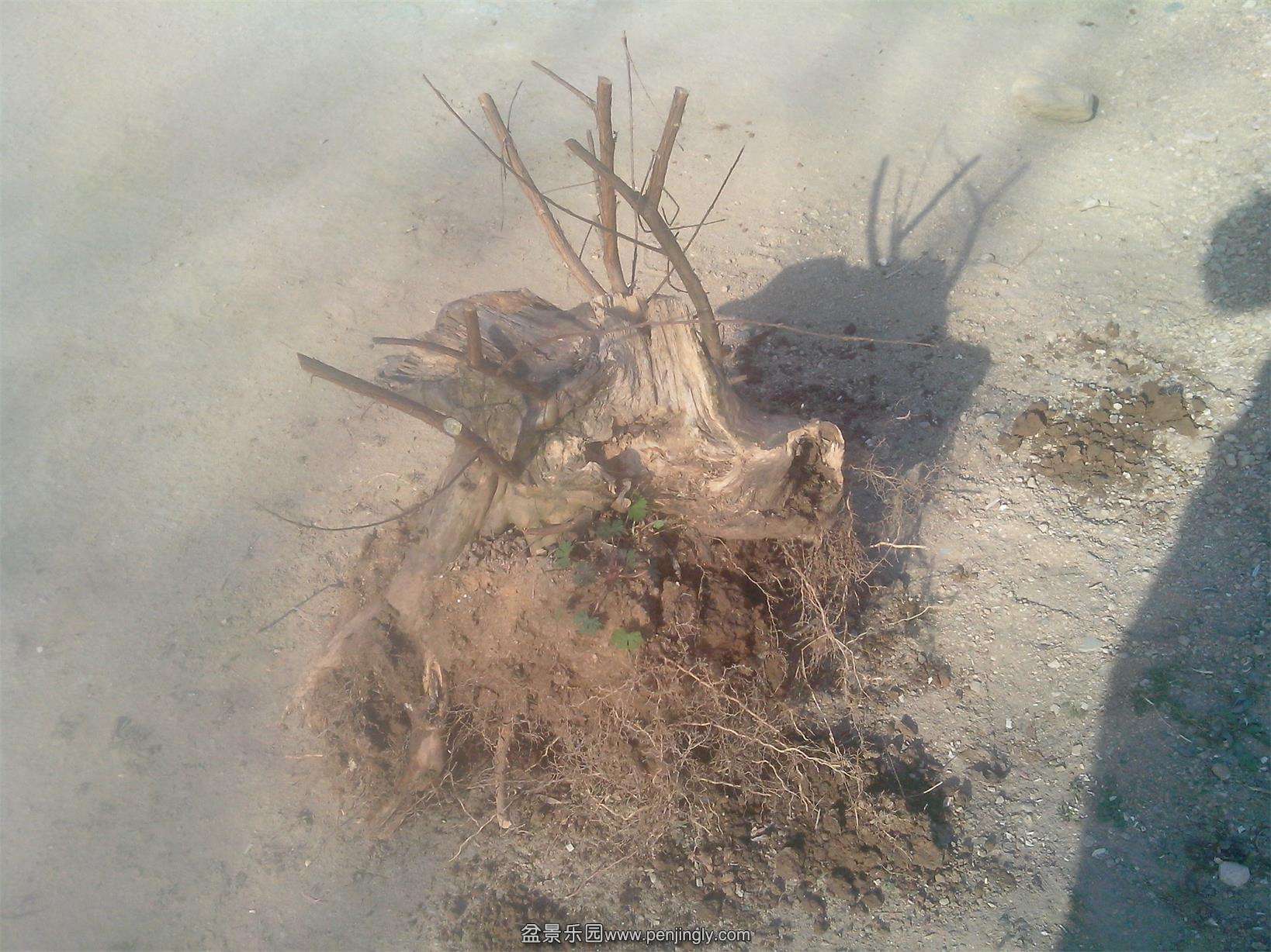 IMG20150121014.jpg