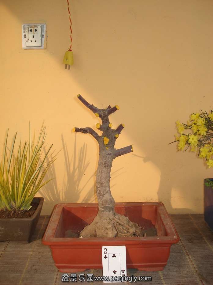 DSC01603.JPG