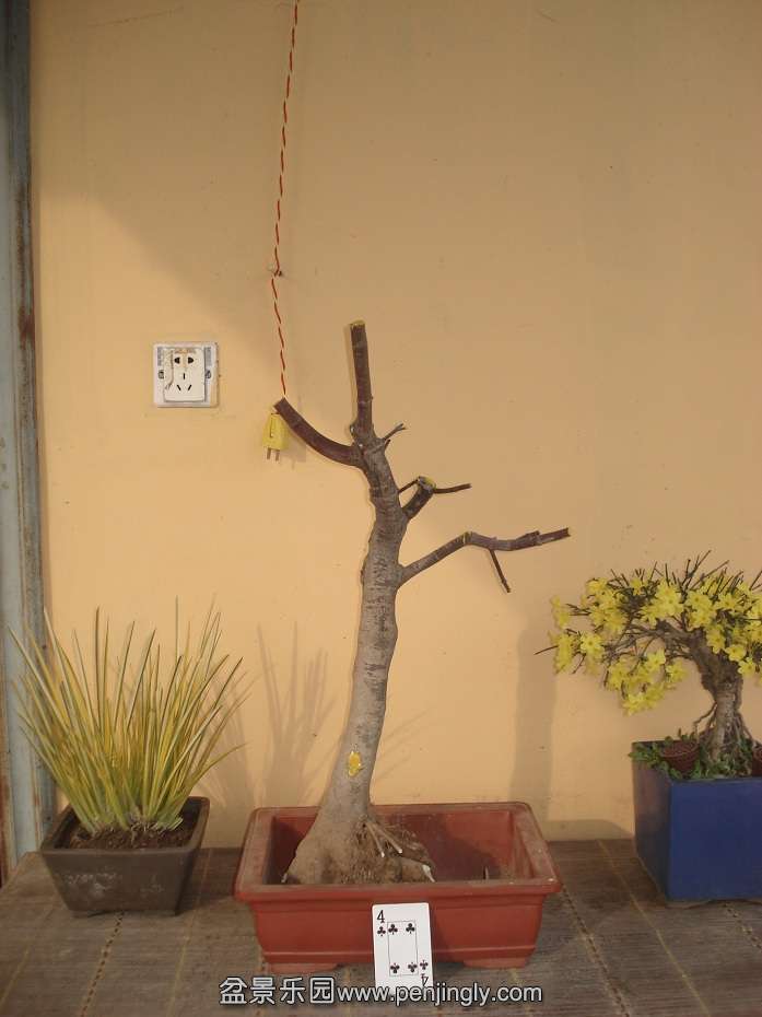 DSC01607.JPG