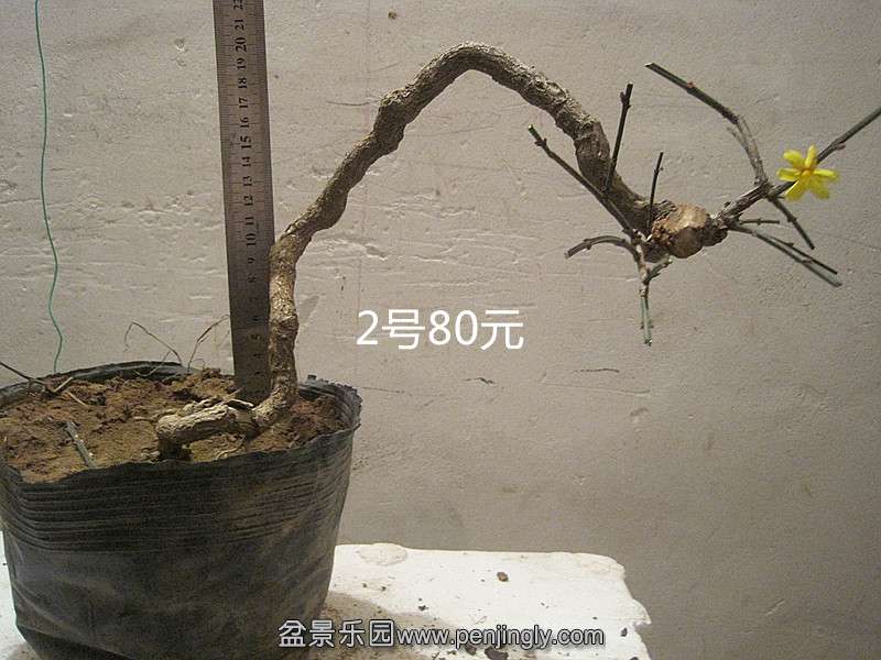IMG_2252_.jpg
