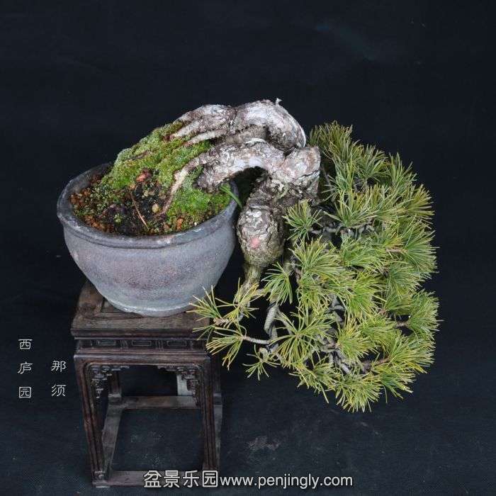 bonsai15012404.jpg