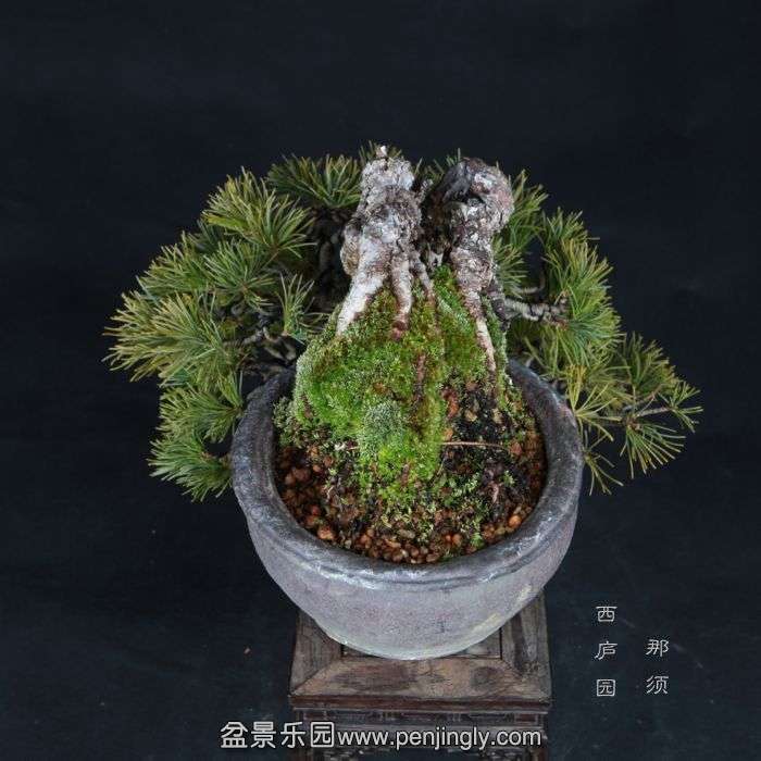 bonsai15012403.jpg