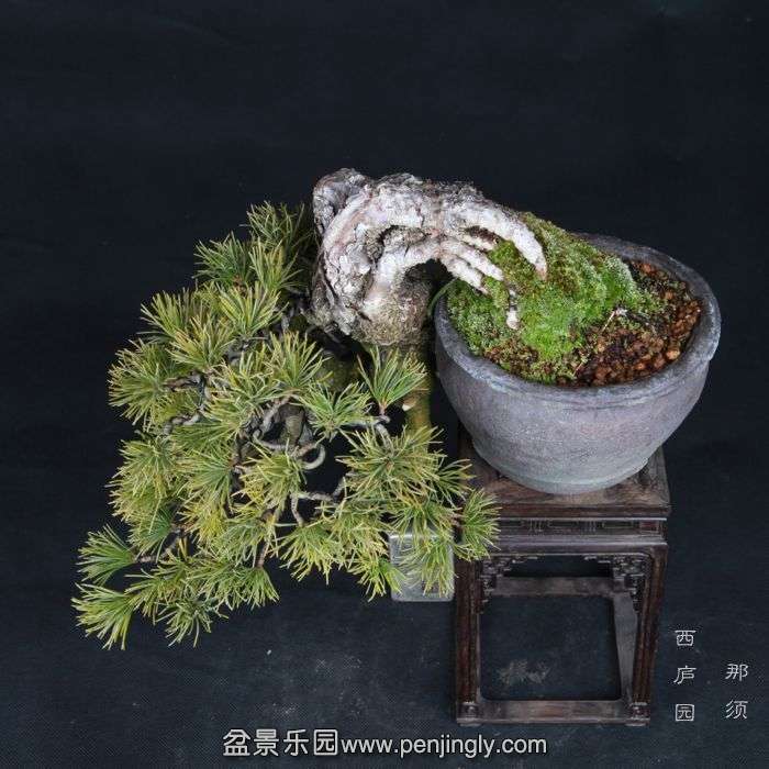 bonsai15012402.jpg