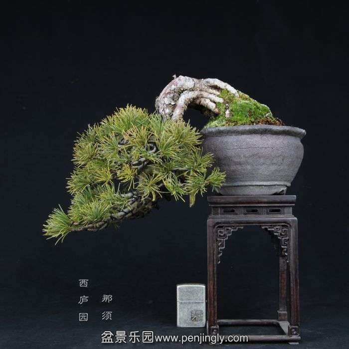 bonsai15012401.jpg