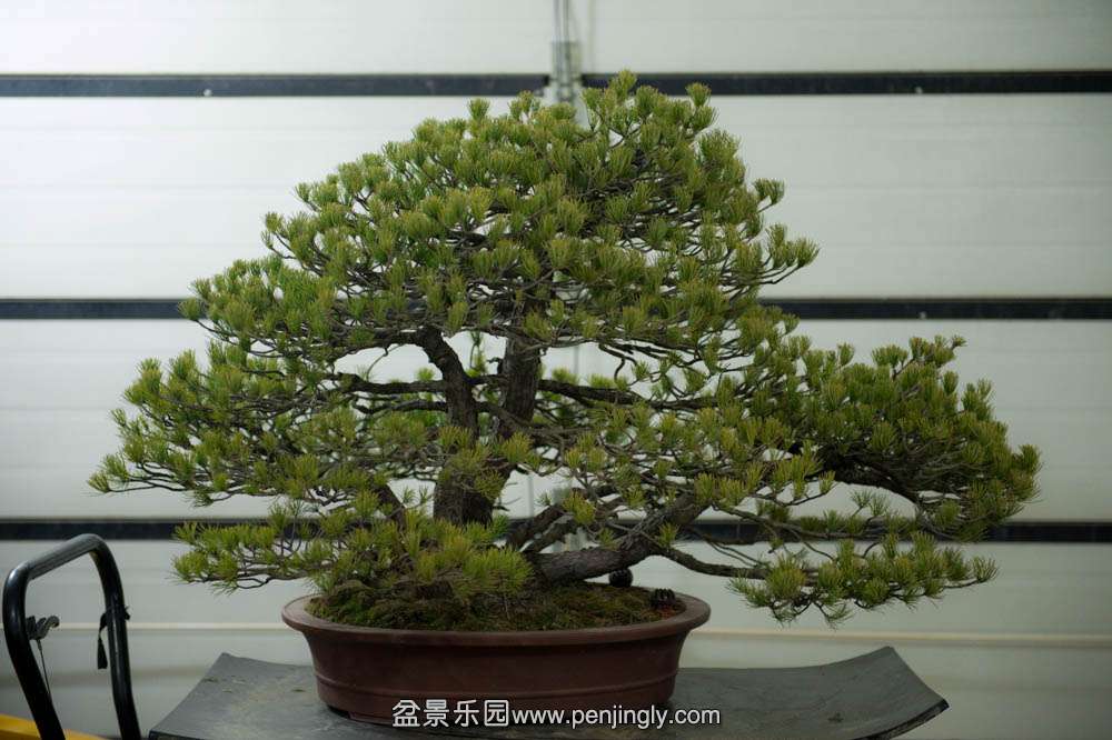 ��������ɸ���  (1).jpg