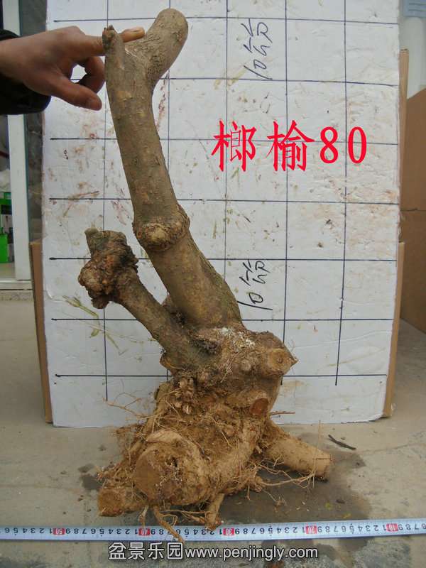 CIMG4077.JPG