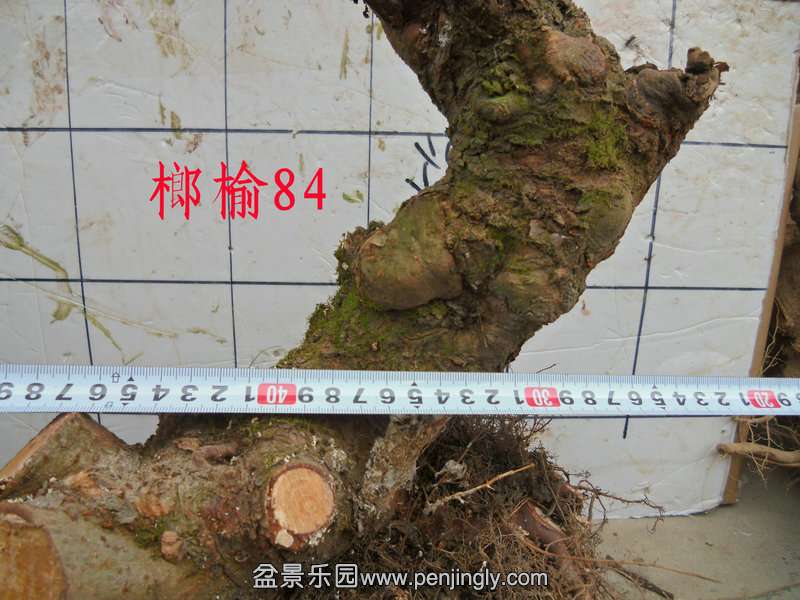 CIMG4088.JPG