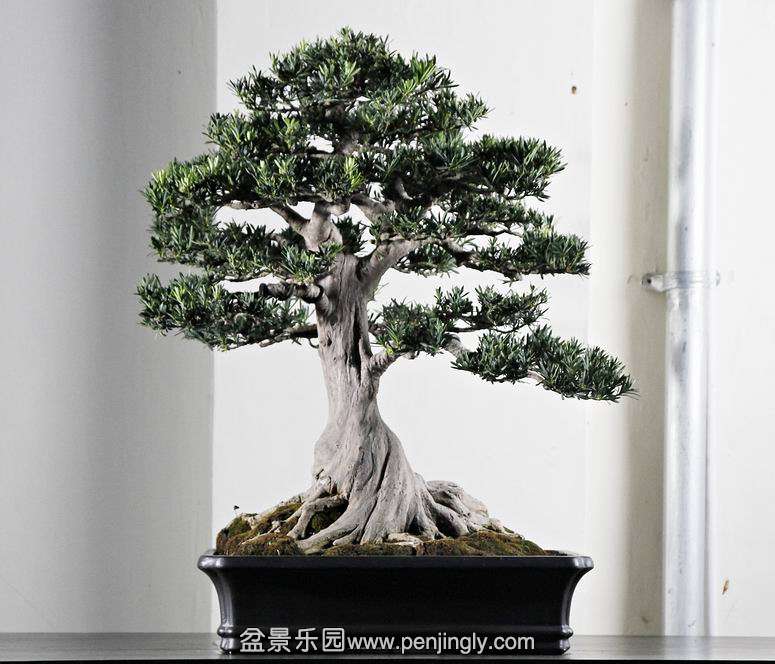 HR_062Bonsai.JPG