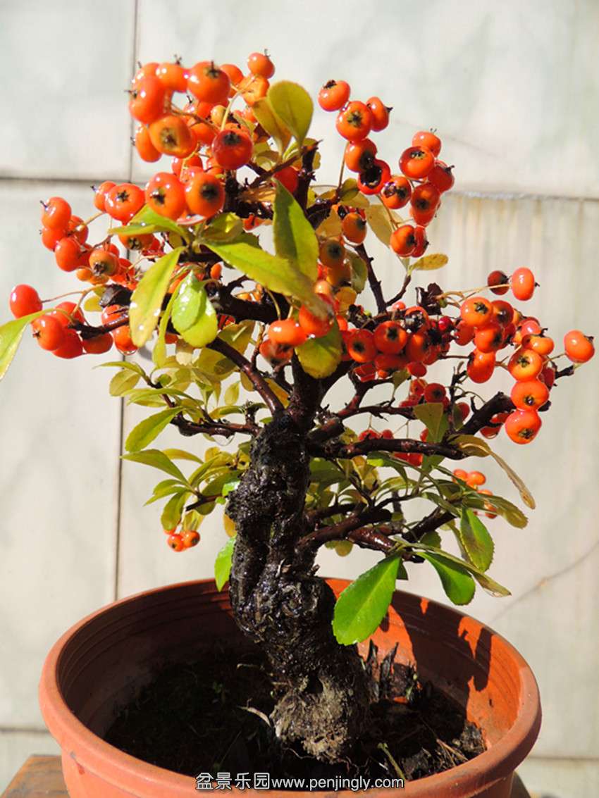 DSCN6079_ת_.jpg