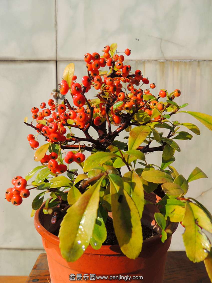 DSCN6091_ת_.jpg