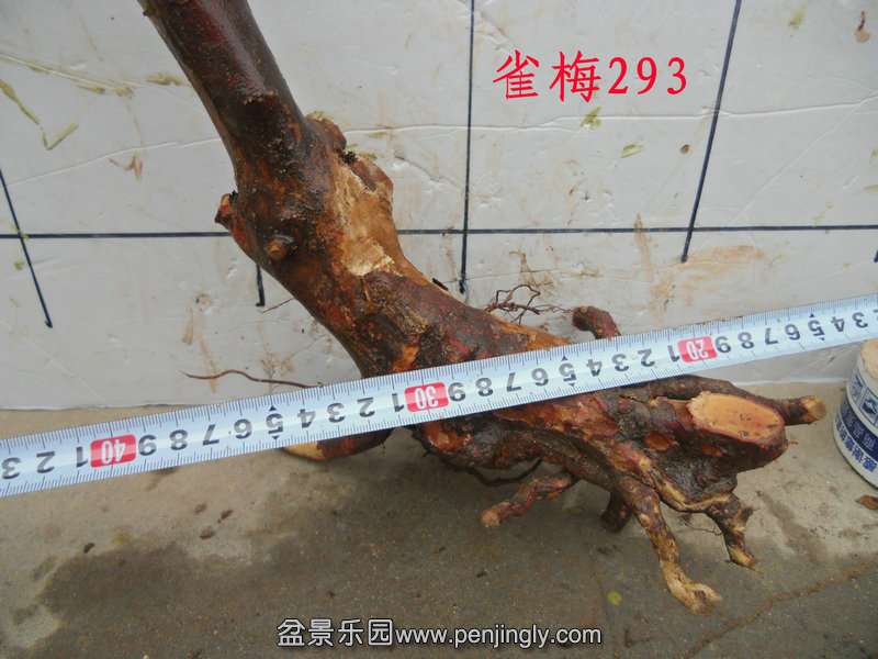CIMG4022.JPG