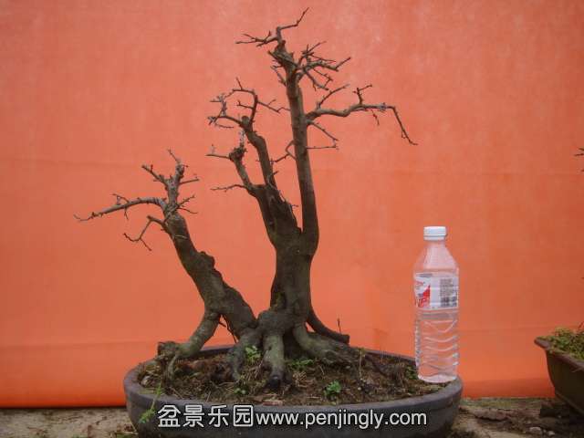 DSC05994.JPG