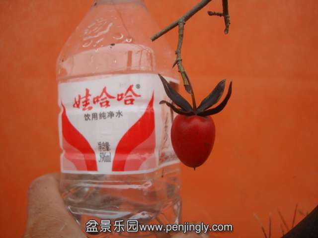 DSC06007.JPG