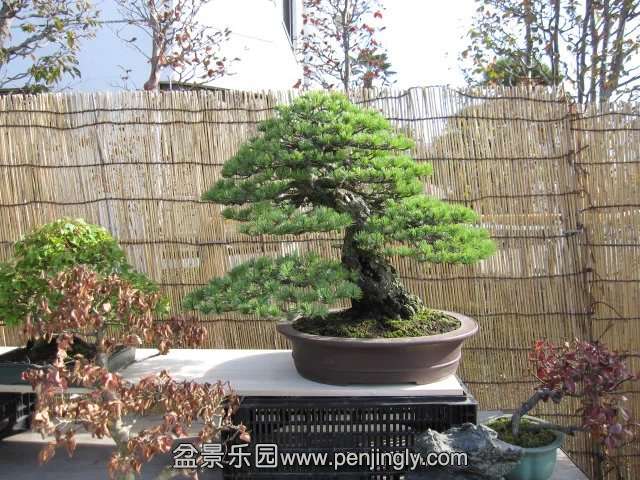 psb027.jpg