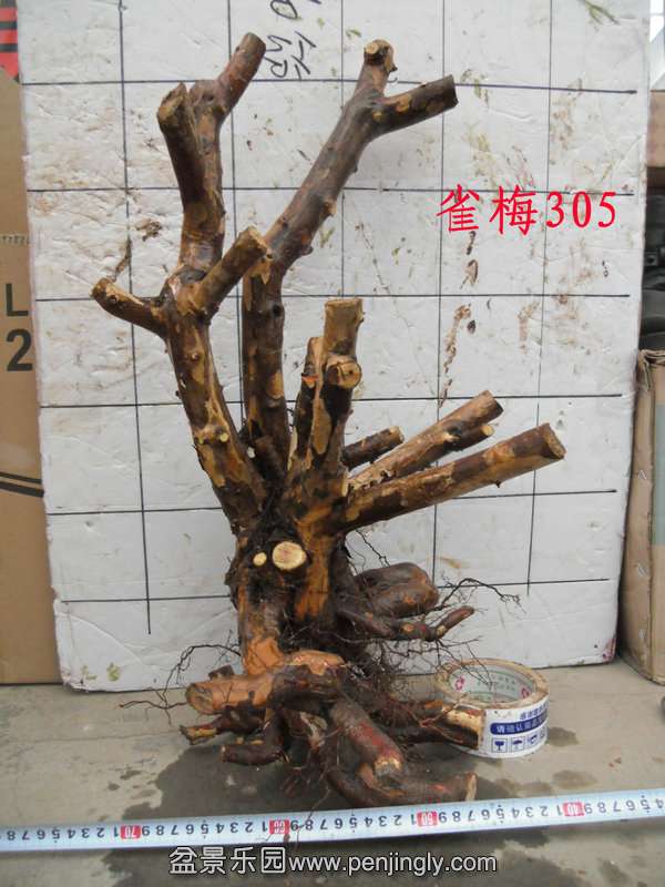 CIMG4136.JPG