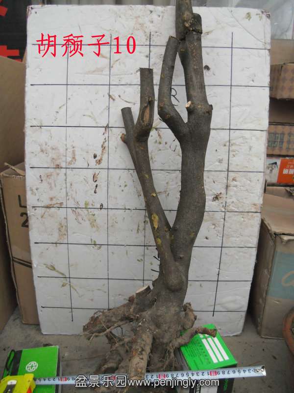CIMG4242.JPG