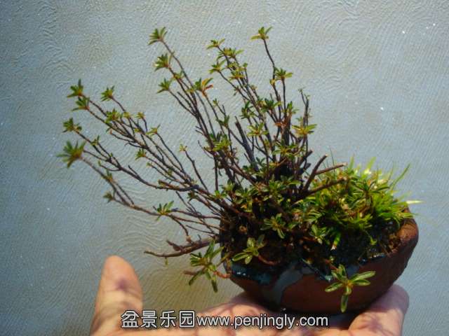 DSC00026.JPG