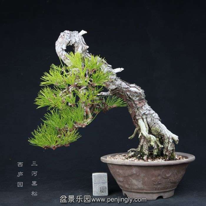 bonsai15013101.jpg