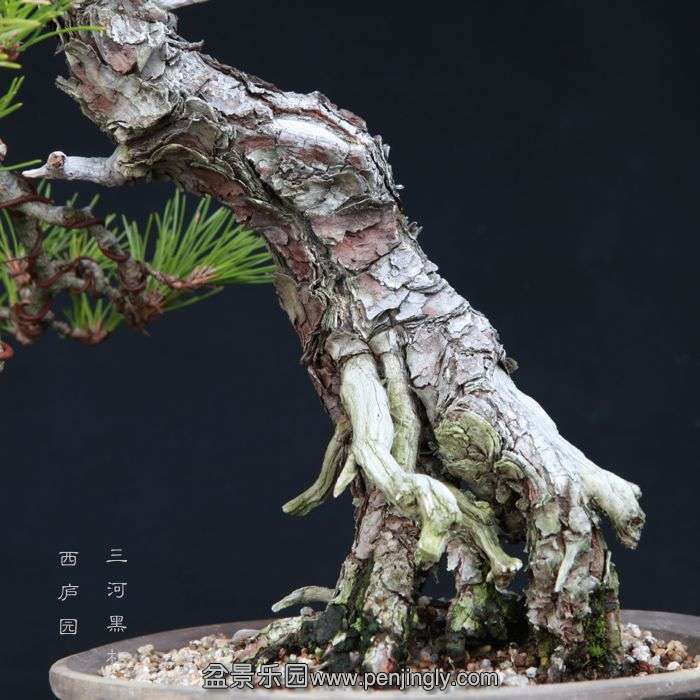bonsai15013102.jpg